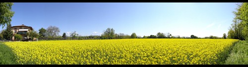 panorama yellow colza hugin bressa