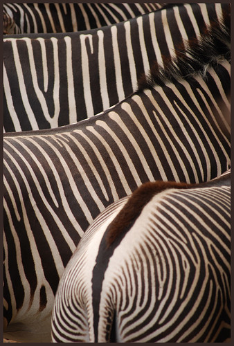 zoo blackwhite stripes leipzig zebra tierpark streifen wonderfulworld schwarzweis nikond60 equusgrevyi wildpferd grevyizebra