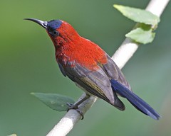 Crimson Sunbird (Aethopyga siparaja) male