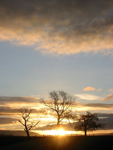 brampton cumbria sunrise dawn tree trees oldchurchlane oldchurchfarm ca82aa england uk oldchurchfarmbrampton bramptoncumbria