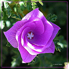New bloom on the hibiscus bush (gimpified)