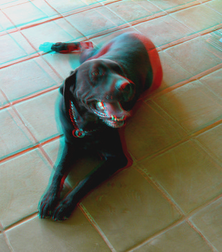 portrait dog house animal stereoscopic stereophoto 3d anaglyph anaglyphs redcyan 3dimages 3dphoto 3dphotos 3dpictures stereopicture