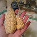 Our corn