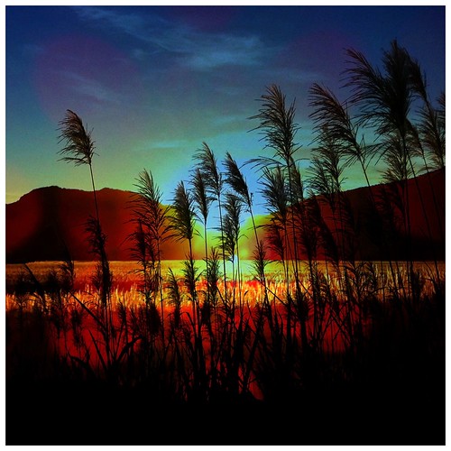 sunset silhouette multipleexposure sugarcane