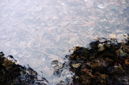 lake reflection water leaves michigan 85mm f18 d3 birchlake p2wy