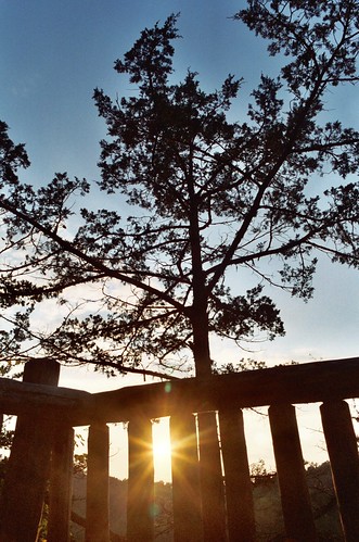 sunset tree 35mm pentax railing kodakmax400 palisades mesuper palisadeskepler smcpm28mmf35 justpentax