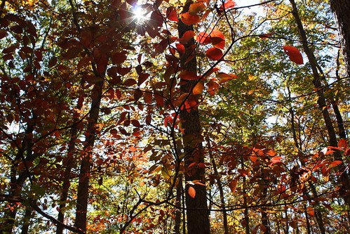 autumn mountains fall hiking hike trail arkansas newton ozark hawksbillcrag whitakerpoint 450d