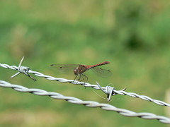 dragonfly - Photo of Parc-d'Anxtot