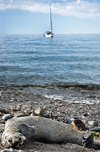 sailboat boat provincetown seal massachusettsbay plymouthmassachusetts manometbeach