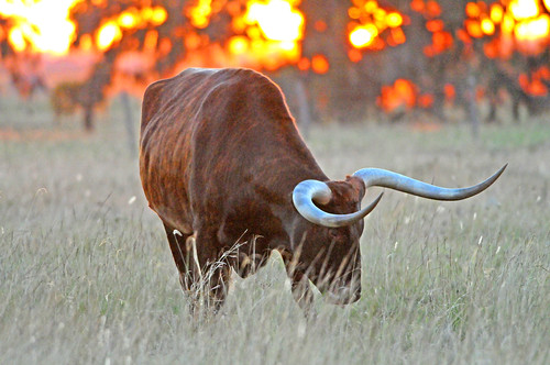 nikon texas cattle 300mm longhorn nikkor f4 afs 300mmf4d