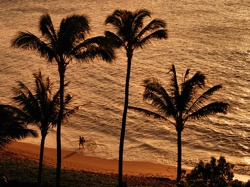 beach wow hawaii cool nice fantastic paradise great maui palmtrees tropical hi heavenly 555v5f
