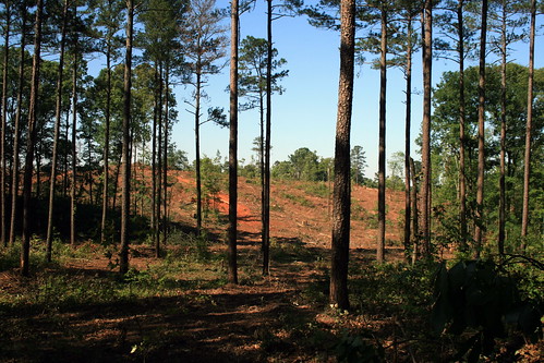 nature pine georgia outdoors timber wma eatonton landuse naturephotography pinestand experimentalforest timberharvest eatopntonga bfgrant