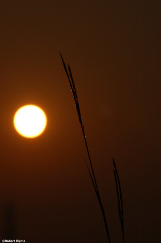 ohio robert grass sunrise harrison preserve fernald ripma