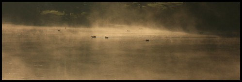 mist nature birds fog fauna pond wake ducks ripples downersgroveillinois theperfectphotographer naturethroughthelens dragondaggerphoto