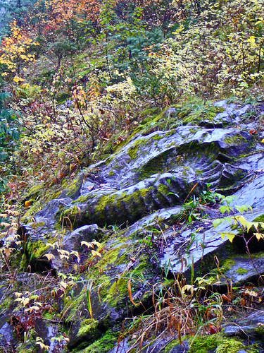 fall fossil hike ammonite fernie