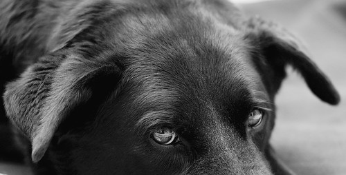 portrait blackandwhite bw dog pet black casey lab chow blacklab labradorretriever nikkor50mmf14d labchowmix