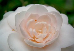 Camellia - soft focus