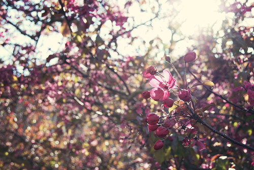 pink france tree brittany blossom bretagne saintmalo cathédralesaintvincent