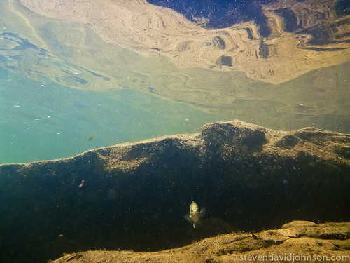 fish lumix underwater panasonic northfork shenandoahriver ts3