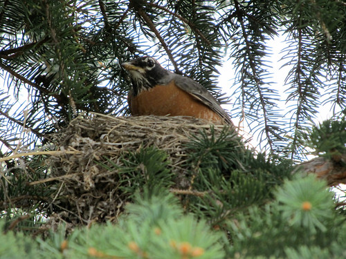 canada bird robin spring nest leader saskatchewan 2011