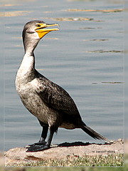 A cormorant visits Lake* Pima (gimpified)