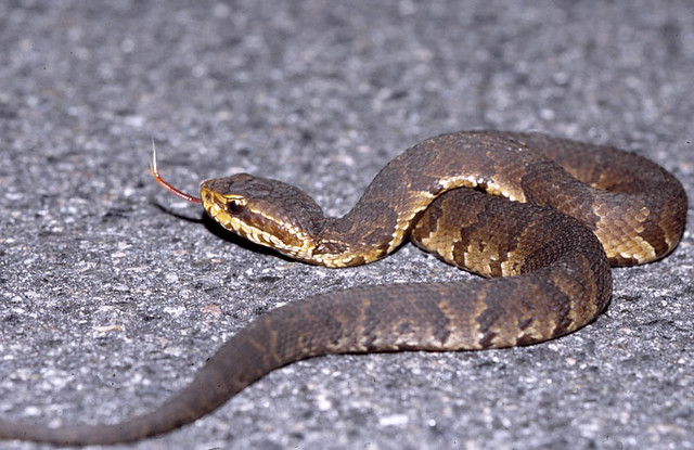 Florida Cottonmouth -- se Georgia, USA | Florida Cottonmouth… | Flickr