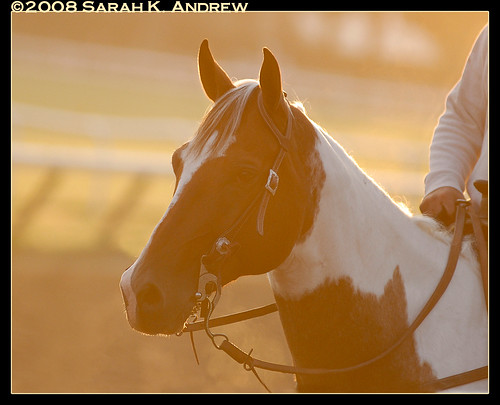horse sunrise gold golden paint track pony contrejour racehorses rimlighting