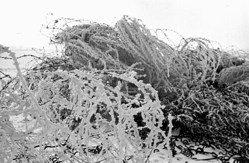 Snow on barbed wire 43 02