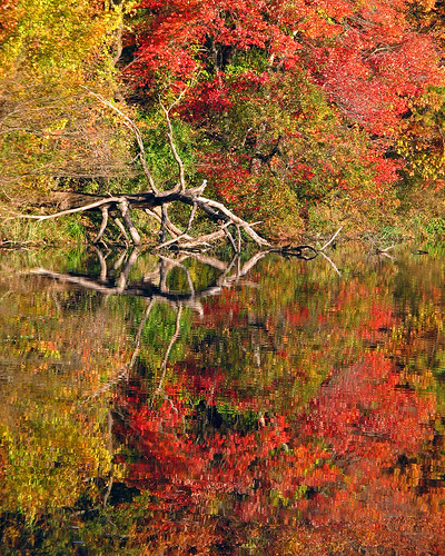 autumn red lake ny newyork color reflection green fall water leaves yellow canon reflections landscape li leaf pond october scenery colorful longisland 2008 preserve massapequa s3is canons3is aplusphoto damniwishidtakenthat