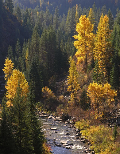 autumn fall nature yellow river landscape scenic idaho shoshonecounty