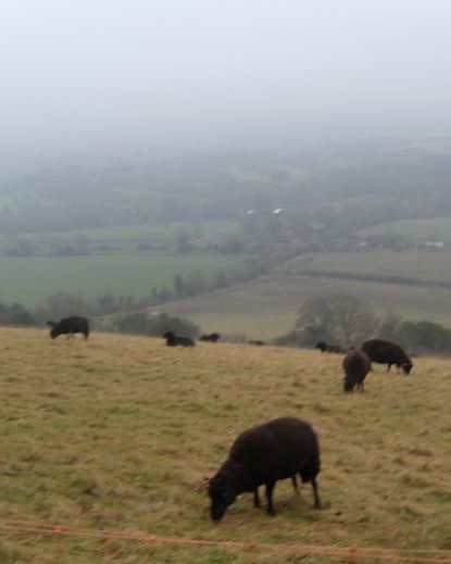 Black sheep Box Hill to Leatherhead