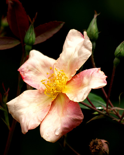pink flowers rose nc searchthebest chapelhill chinarose ncbotanicalgarden naturesfinest
