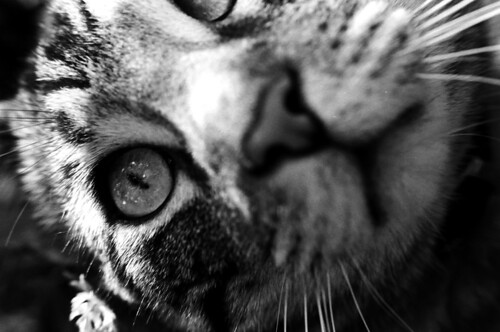 Cat's Eye by peterkelly