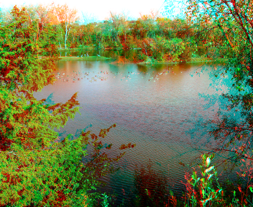 park lake plant bird water geese stereoscopic stereophoto 3d wildlife branches scenic iowa anaglyphs redcyan 3dimages 3dphoto 3dphotos 3dpictures stereopicture