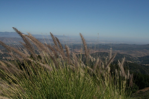 county plants mountain view grain sulphur ojai ventura