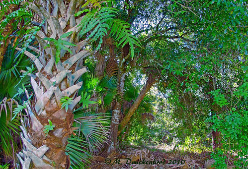 landscape florida scenic palmtree woodedarea landscapephotograph enhancedphotograph