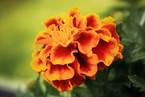 marigold asteraceae tagetes naturesfinest colorphotoaward goldstaraward flowersarefabulous