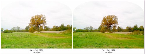 tree stereophotography 3d stereo crawfordsville indiania