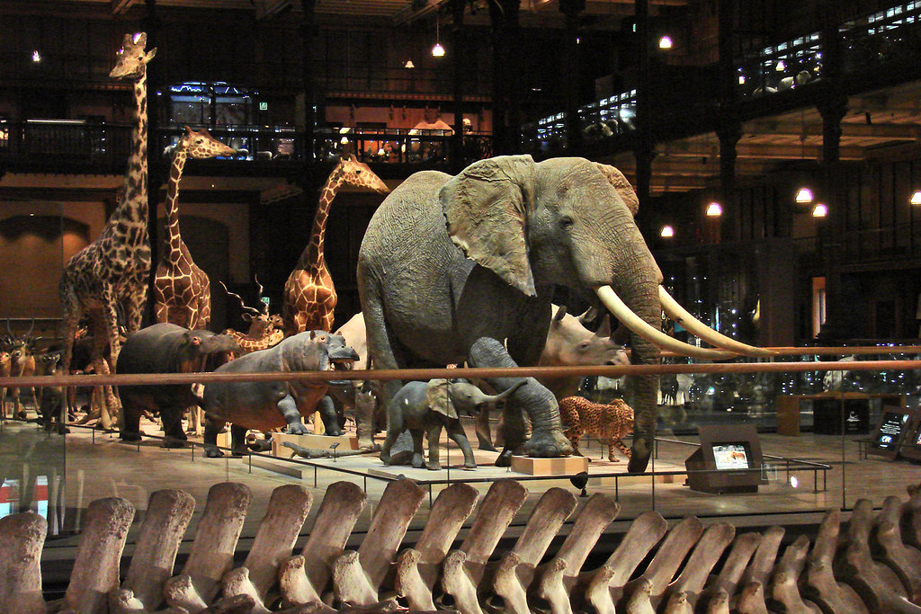 La galerie de l'Evolution (Museum National d'Histoire Naturelle)