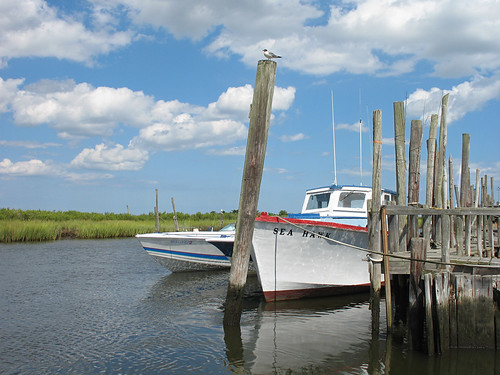 sky boat nj marsh pilings atlanticcounty seahawk laughinggull oystercreek leedspoint