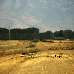 Between Pogradec and Maliq (Albania) - Rural Landscape