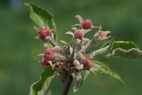 Powdery mildew on an apple blossom cluster and cluster leaves. Photo courtesy of Alan R. Biggs, West Virginia University.