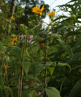 WoodlandSunflower