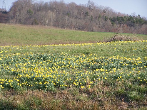 county field nc daffodil stanly richfield stanlycounty ncpedia