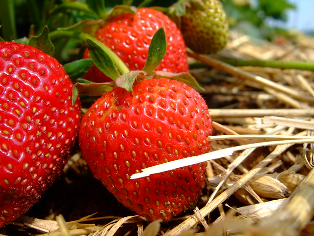 strawberry field from Flickr via Wylio