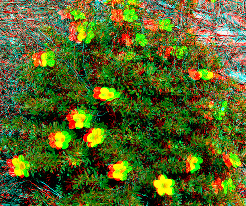 plant flower stereoscopic stereophoto 3d spring anaglyph iowa siouxcity anaglyphs redcyan 3dimages 3dphoto 3dphotos 3dpictures siouxcityia stereopicture