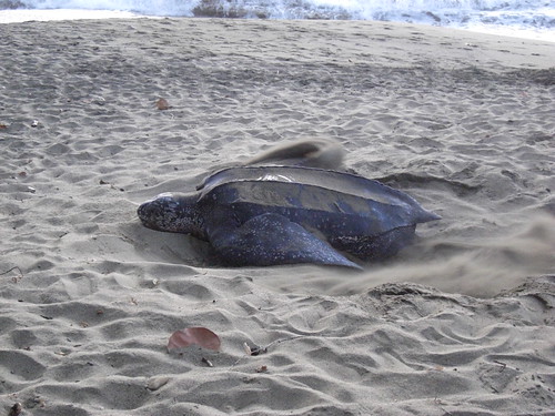 A leatherback turtle covering her eggs, Turtle Beach, Tobago. From Ten Things to Do in Tobago