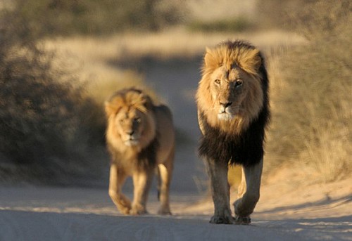Lions (panthera leo)