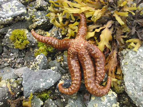 Mottled Star  (Evasterias troschelli)