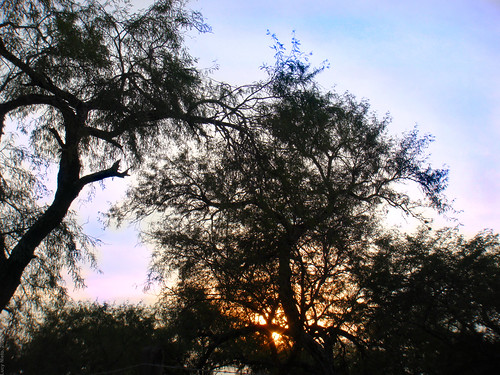 sunset sky plant tree verde green planta méxico mexico atardecer cielo árbol sanluispotosí